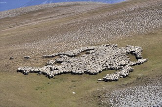 Flock of sheep grazing