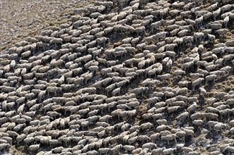 Flock of sheep huddled together