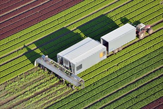 Lettuce harvest and processing