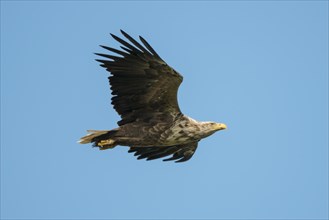 White-tailed Eagle or Sea Eagle (Haliaeetus albicilla) soaring