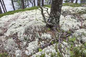 Light-coloured Reindeer Lichen or Caribou Moss (Cladonia rangiferina) covering the forest floor