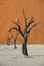 Dead Camel Thorn or Giraffe Thorn (Acacia erioloba) trees in the evening light