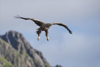 White-tailed Eagle or Sea Eagle (Haliaeetus albicilla)