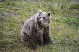Brown Bear (Ursus arctos) sitting on grass