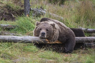 Brown bear (Ursus arctos) lying on a fallen tree trunk