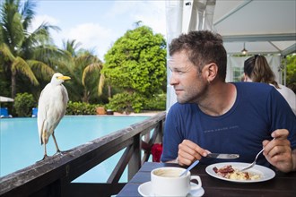 Cattle egret next to a man at breakfast table
