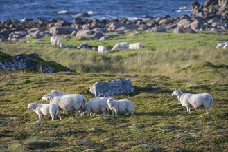 Sheep grazing by the sea