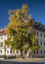 Historical gingko tree in autumn foliage