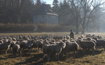 Shepherd with his flock in front of Goethe's Garden House