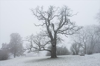 Oak in the landscaped gardens of Ettersburg Castle