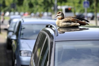 Egyptian Goose (Alopochen aegyptiacus) perched on the roof of a car