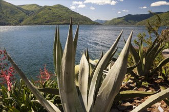 Agaves (Agave) on the lakeshore of Brissago Islands