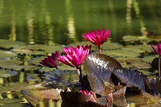 Water lilies (Nymphaea) on a lily pond