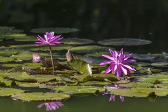 Water lilies (Nymphaea) on a lily pond