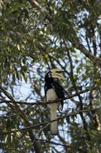 Oriental Pied Hornbill (Anthracoceros albirostris) sitting in the tree