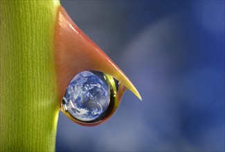 Planet Earth reflected in a dewdrop on a rose thorn