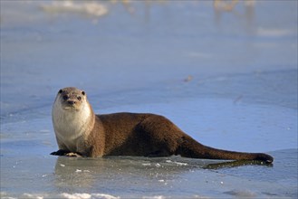 European Otter (Lutra lutra) on a frozen pond in winter