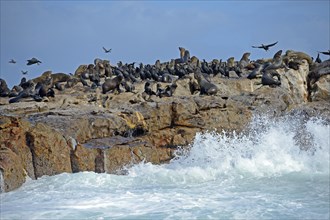 Brown fur seals (Arctocephalus pusillus) and Cape Cormorants (Phalacrocorax capensis)