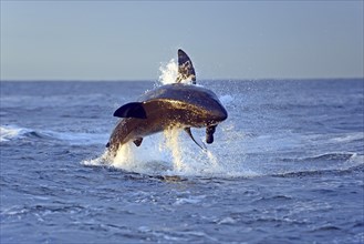 Great White Shark (Carcharodon carcharias) hunting for prey