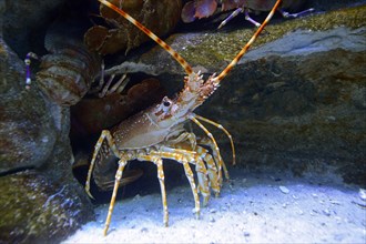 Natal Spiny Lobster (Palinurus delagoae)