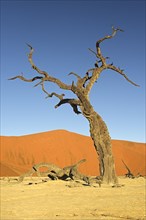 Dead Camel Thorn or Giraffe Thorn (Acacia erioloba) in the evening light