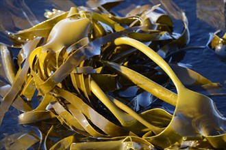 Giant Kelp or Giant Bladder Kelp (Macrocystis pyrifera)