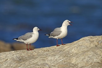 Hartlaub's Gulls or King Gulls (Chroicocephalus hartlaubii