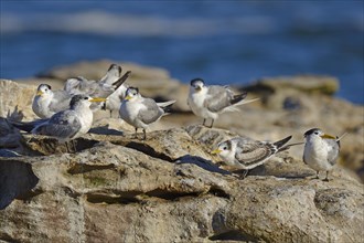 Greater Crested Terns or Swift Terns (Thalasseus bergii)