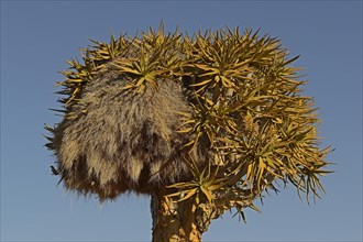 Nest of the Sociable Weaver or Social Weaver (Philetairus socius) in a Quiver Tree or Kokerboom (Aloe dichotoma)