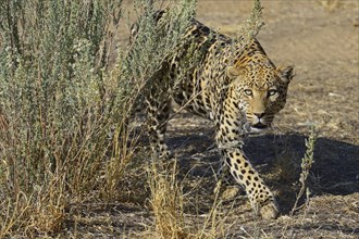 Leopard (Panthera pardus) roaming its territory