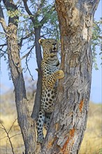Leopard (Panthera pardus) climbing a tree