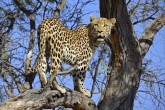 Leopard (Panthera pardus) looking out from a tree