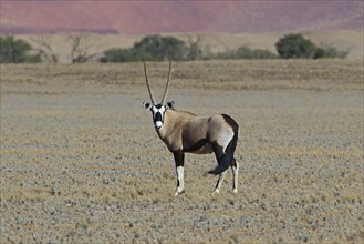 Gemsbok (Oryx gazella) in the Sossusvlei salt pan