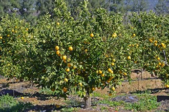 Oranges on trees in a plantation