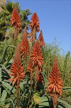 Aloe (Aloe sp.)