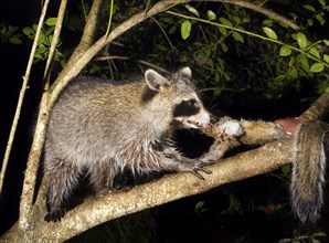 North American raccoon (Procyon lotor) feeding on a killed squirrel in a tree at night