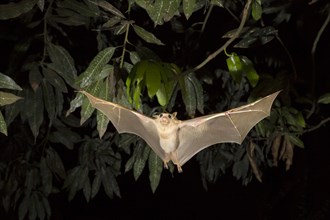 Gambian Epauletted Fruit Bat (Epomophorus gambianus) flying at night
