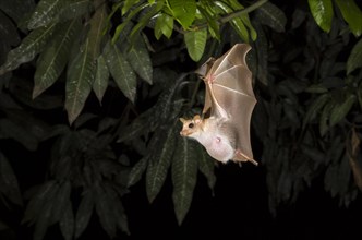 Peter's Dwarf Epauletted Fruit Bat (Micropteropus pusillus) flying at night