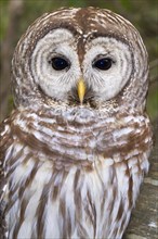Barred Owl (Strix varia)