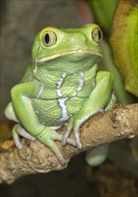 Waxy monkey frog (Phyllomedusa sauvagii)