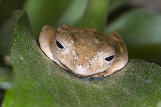 Borneo eared frog or Bony-headed flying frog (Polypedates otilophus) hiding on a leaf