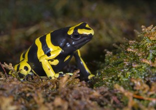 Yellow-banded poison dart frog or Bumblebee poison frog (Dendrobates leucomelas)