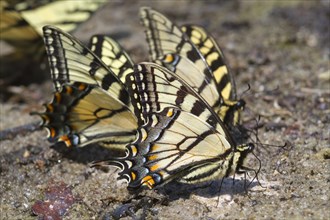 A group of Tiger Swallowtail butterflies (Papilio glaucas) licking wet mud at a lake bank