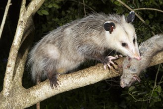 Virginia Opossum (Didelphis virginiana) feeding on a rodent in a tree at night