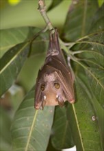 Veldkamp's Dwarf Epauletted Fruit Bat (Nanonycteris veldkampii) hanging in a tree