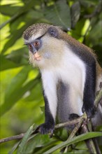Mona Monkey (Cercopithecus mona) in a tree