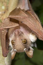 Peter's Dwarf Epauletted Fruit Bat (Micropteropus pusillus)