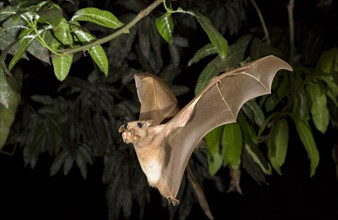 Franquet's Epauletted Fruit Bat (Epomops franqueti) flying at night