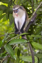 Mona Monkey (Cercopithecus mona) on a tree