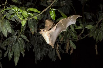 Gambian Epauletted Fruit Bat (Epomophorus gambianus) in flight at night
